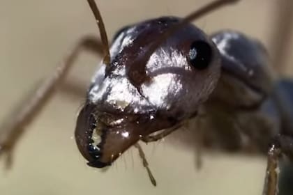 La hormiga Cataglyphis bombycina, la más rápida del mundo que vive en el desierto del Sahara