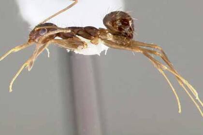 La hormiga loca fue localizada en el puerto de la ciudad de Barcelona