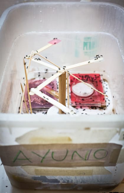 La hormigas de gran apetito bajo ayuno forzado