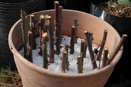 La hormona de enraizar (blanco) es lo que garantiza el despliegue de las nuevas raíces.