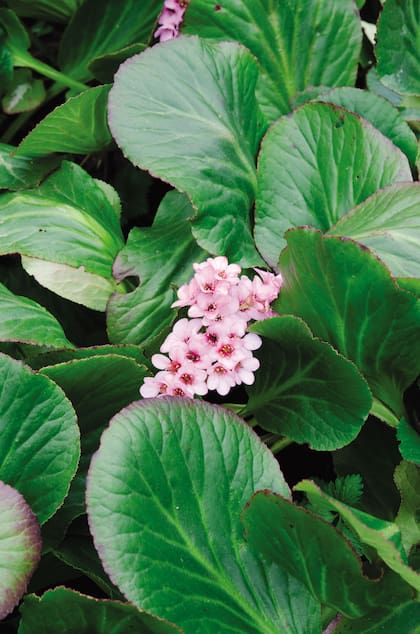 La hortensia de invierno se usa debajo de árboles, como cubresuelos floridos, en borduras. Sus flores pueden utilizarse como flor de corte.