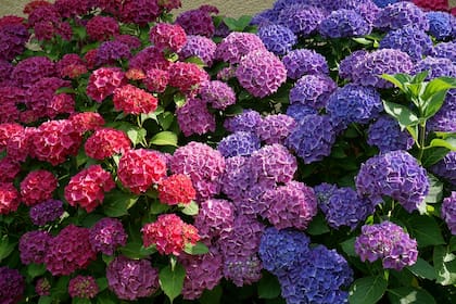 La hortensia es un arbusto originario de Asia cuya altura depende de la variedad y tienen diversas tonalidades de colores