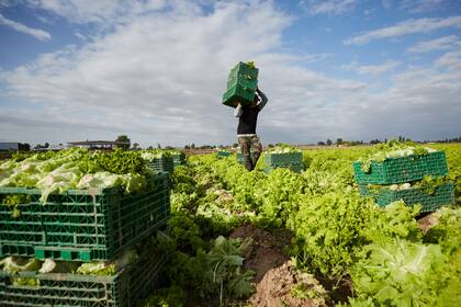 La horticultura en la provincia representa el 9% de la superficie nacional
