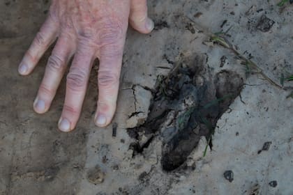 La huella fresca en el barro de un ejemplar de ciervo