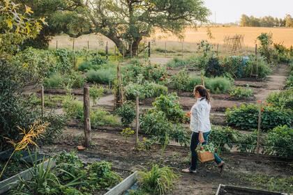 La huerta de Paula le brinda todo lo necesario para crear sus platos e idear nuevas recetas.