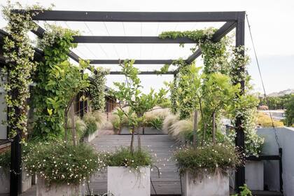 La pérgola fue concebida para generar un espacio de uso con sombra para paliar el sol del mediodía y de la tarde. En este sector, el solado se cubrió con un deck de madera dura. Debajo de los Citrus, los erigerones dan un aire más silvestre y desestructurado.