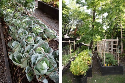 La huerta se luce con acelga, tomates, caléndulas, espárragos. Al fondo, roble de los pantanos, ginkgo y un palto.