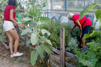 La Huerta Viento, de Florencio Varela, cultiva en un terreno de 14 metros cuadrados; este año, esperan expandirse a más terreno