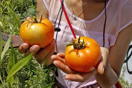 La Huerta Viento es una de las 66 que forman parte de la Red de Huertas Comunitarias (red.huertascomunitarias@gmail.com)