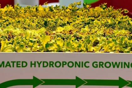 La humanidad ha aprendido como cultivar plantas sin tierra, alimentándolas directamente con nutrientes minerales del agua e iluminándolas directamente