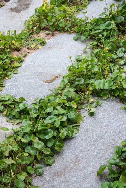 La Hydrocotyle bonariensis crece en casi cualquier suelo y tiene propiedades nutricionales y terapéuticas que sorprenden