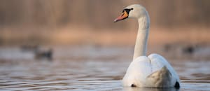 Apareció un caso de gripe aviar en la ciudad de Buenos Aires y aconsejan no tocar aves silvestres en parques, plazas y reservas