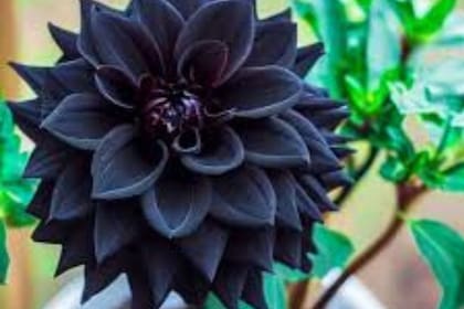 La icónica planta de Wednesday Addams. Canva