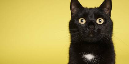La idea de que el martes 13 trae mala suerte forma parte de una lista mitos, en la que también está la asociación de los gatos negros con el mal augurio