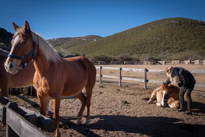 La idea es trabajar con los caballos en libertad, no es necesario montar. Los animales están provistos de un bozal y una rienda para conducirlos en las actividades, nada más.