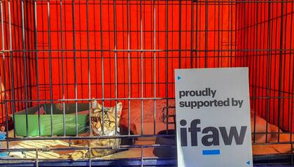 La IFAW ayuda a la protección de los gatos en zonas de catástrofe o conflicto (Foto: IFAW)