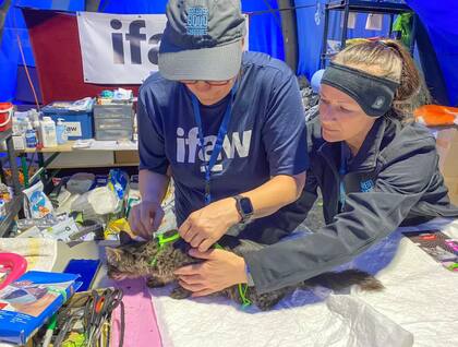 La IFAW protege a gatos y otros animales en zonas de conflicto, como este felino que recibe cuidados veterinarios en la frontera entre Polonia y Ucrania (Crédito: Dominica Mack/ IFAW)