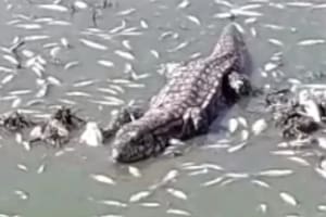 La iguana comiendo los peces
