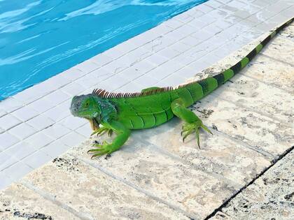 La iguana se zambulló en la piscina para luego escapar por el patio trasero de la casa