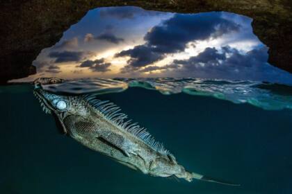 La iguana verde Kralendijk, Bonaire, de Lorenzo Mittiga | Kralendijk, Bonaire