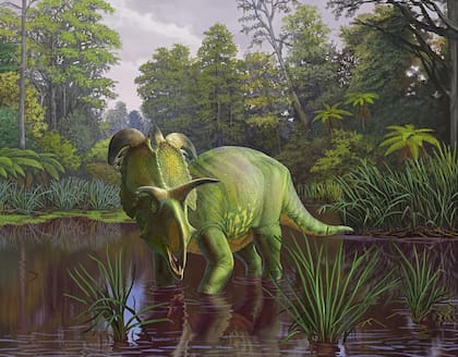 La ilustración de un artista muestra cómo podría haber sido el Lokiceratops hace 78 millones de años viviendo en los pantanos de lo que hoy es el norte de Montana