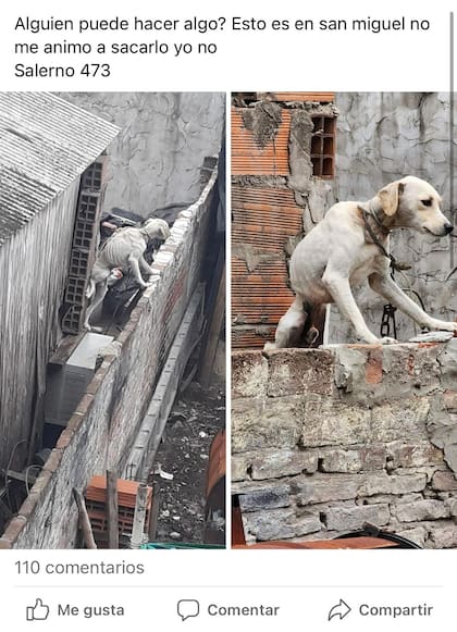 La imagen con la que dieron a conocer el estado en el que vivía el cachorro de pocos meses de edad