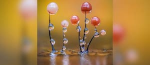 Las imágenes que muestran el microscópico mundo de los mohos deslizantes