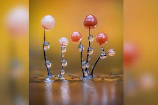 Las imágenes que muestran el microscópico mundo de los mohos deslizantes