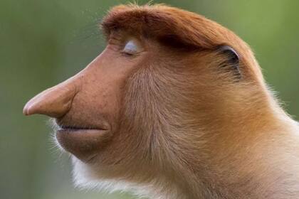 La imagen de este mono probóscide ganó la categoría de retratos