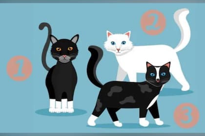 La imagen de este test visual consta de tres gatitos