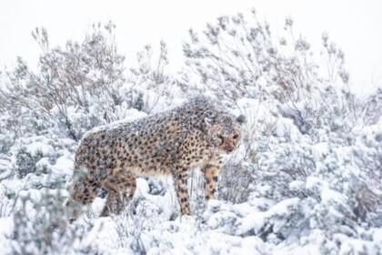 Las fotografías, tomadas en agosto, son de una chita hembra llamada Mona, y son probablemente el segundo registro conocido de esta especie africana en la nieve