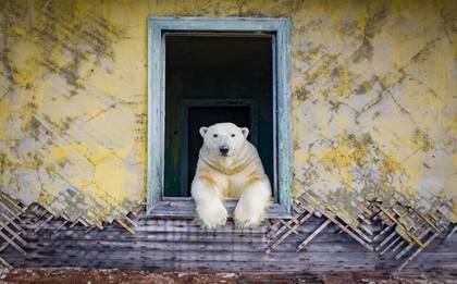 La imagen de un oso polar desde un dron
Foto: Dmitry Kokh