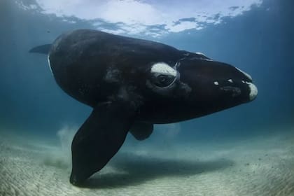 La imagen de una  joven ballena franca austral
Foto: Richard Robinson