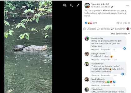 La imagen del caimán con la tortuga en Florida