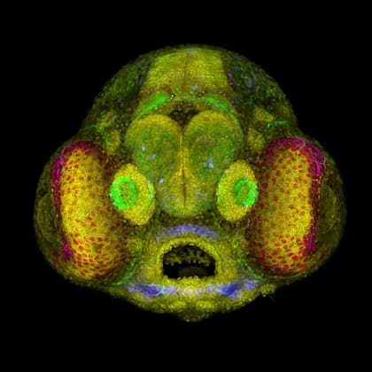 La imagen del embrión de pez cebra ganó un lugar en la sección "imagen de distinción" en el concurso de Nikon