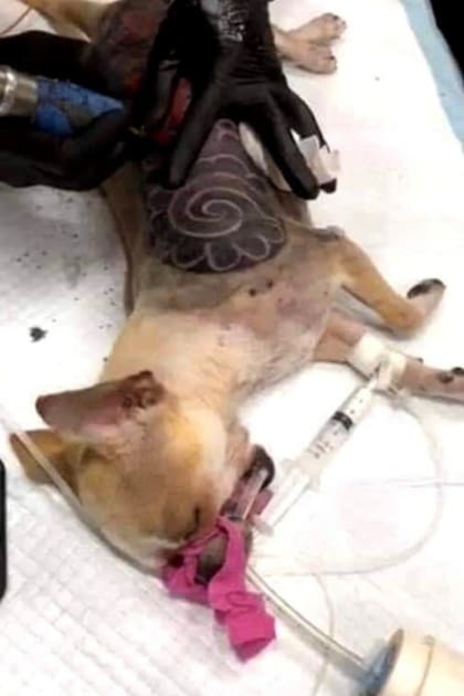 La imagen del perro sedado mientras le practican la aplicación del tatuaje indignó a muchos usuarios de redes sociales