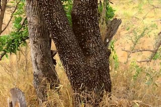 Encontrá el chita oculto en el árbol en un minuto y descifrá el misterio que solo el 1% de los usuarios logra resolver
