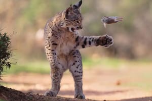 El “roedor volador” y otras 23 imágenes increíbles que bordan la perfección fotográfica de la vida silvestre