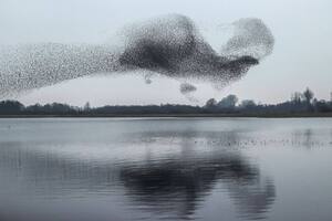 Video: la impresionante bandada que “dibujó” un pájaro en el cielo