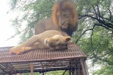El incómodo momento que vivió un grupo de turistas en un safari con el extraño compartamiento de una pareja de leones