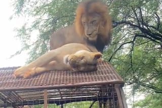 Estaban en un safari y una pareja de leones se subió al techo del vehículo por un insólito motivo