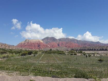 La imponente Quebrada de Humahuaca es el paisaje de los viñedos de Amanecer Andino