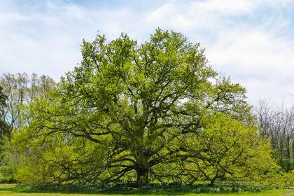 La imponente silueta del Quercus robur