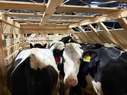 La importación de animales de tambo en pie de EE.UU. se concretó este año