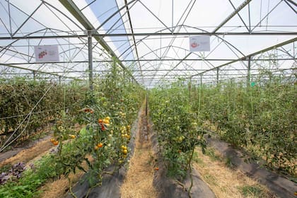 La impresionante huerta orgánica donde se cosechan tomates, ajíes, lechuga, zapallos de distinto tipo, pimientos, frutillas, moras y flores comestibles