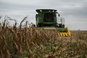 Pese a su impacto en la cosecha argentina, la chicharrita tuvo poca influencia sobre los precios del maíz en Chicago