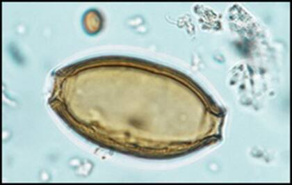 "La inclusión de desechos de la trilla posiblemente podría estar relacionada con prácticas rituales", mencionó el estudio