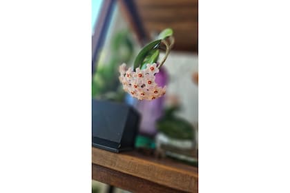 La increíble Hoya carnosa, cuyos meristemas no deben cortarse cuando la flor se marchita, porque volverán a florecer al año siguiente