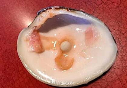 La increíble joya fue encontrada dentro de una almeja.