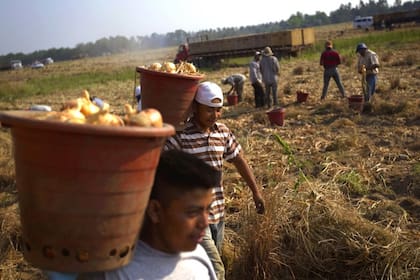 La industria agrícola sería una de las más afectadas por la nueva política migratoria
